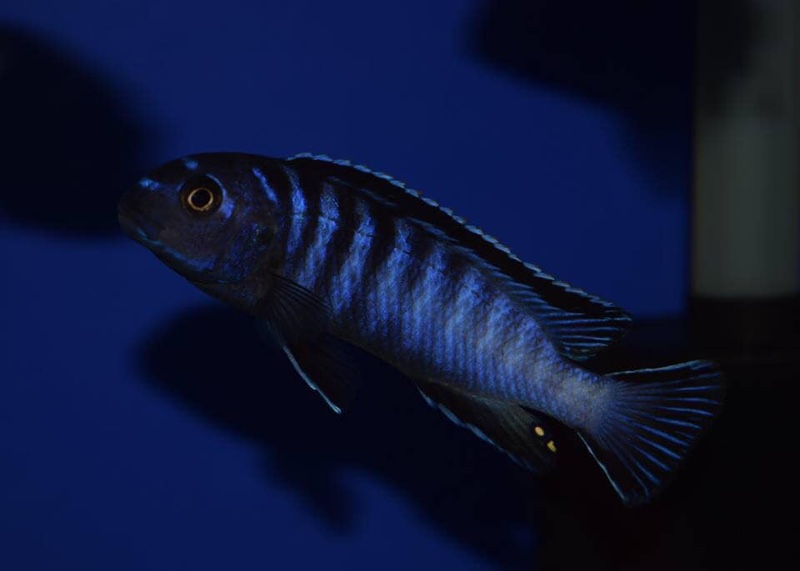 Tropheops kamtambo 'Chimwalani Reef'